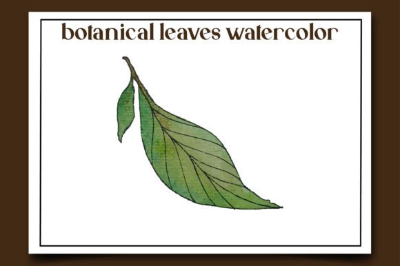 Botanical Leaves Watercolor-14: Illustrations for Local Branding