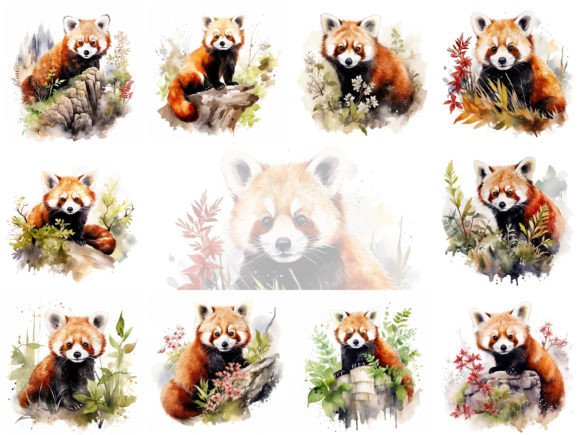 Red Panda Watercolor Clipart Illustrations Review
